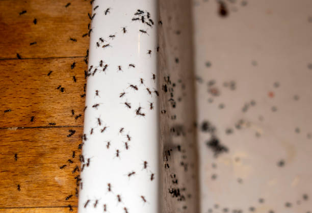 Best Pest Control Near Me  in Ben Lomond, CA